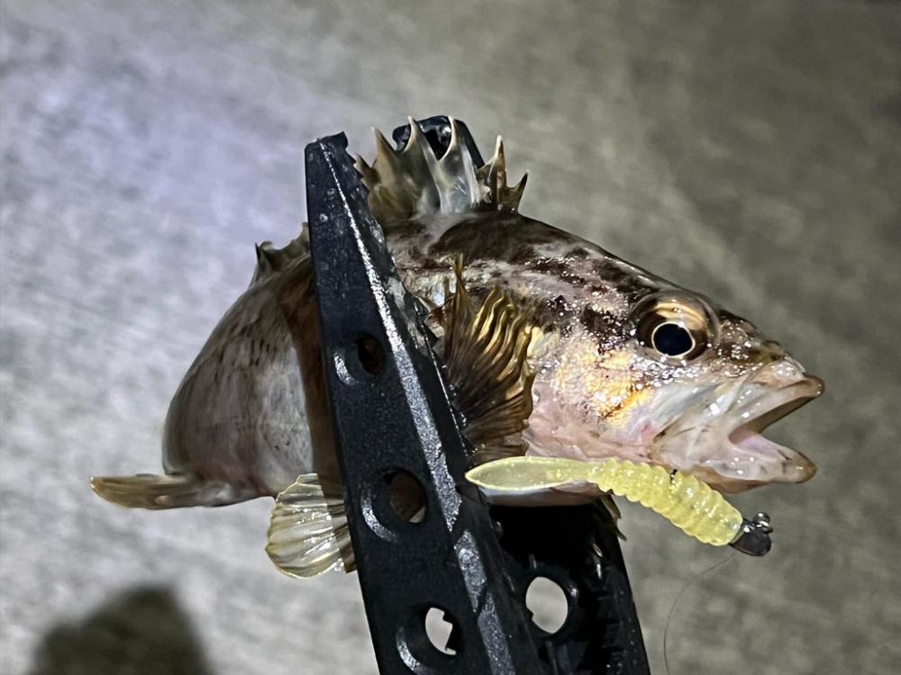 泉佐野アジング