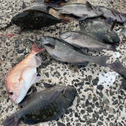 六連島でクロ釣り