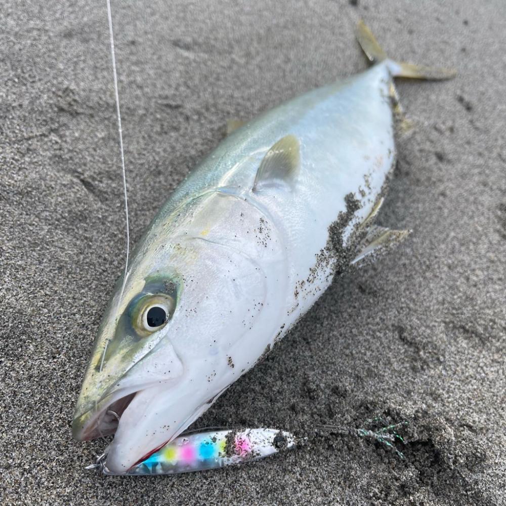 鳥とナブラがハンパない！