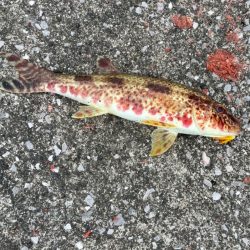 宇佐一文字フカセ釣り