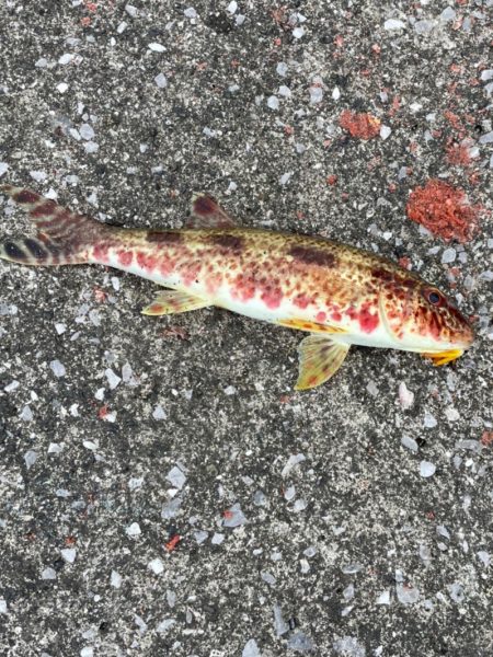 宇佐一文字フカセ釣り