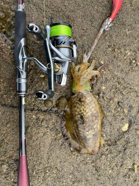 秋イカラッシュ！