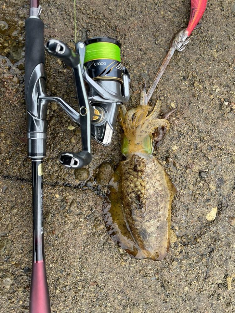 秋イカラッシュ!