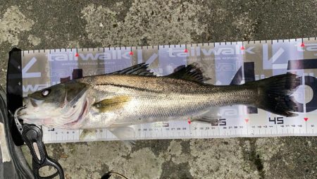 久々の入れ食い