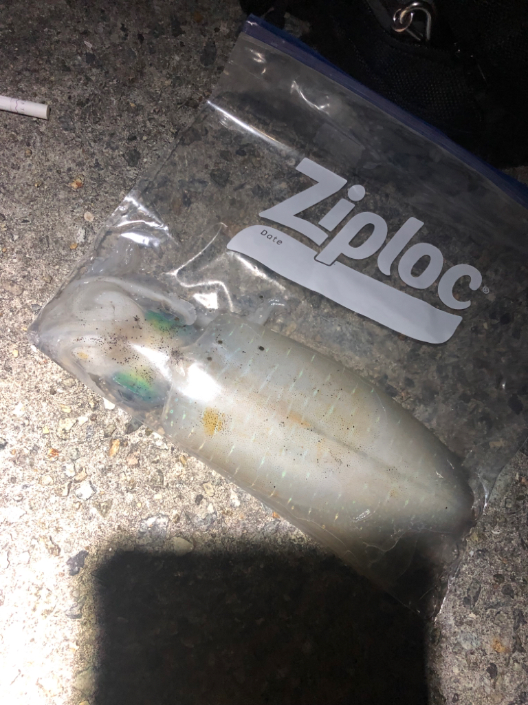 中々釣れません