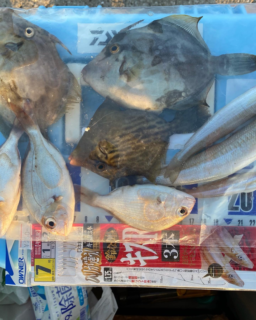 3ヶ月振りに、淡路島に、釣り