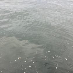 激混み水潮ん中。ギリハマチ43cm。。