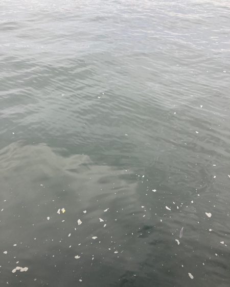 激混み水潮ん中。ギリハマチ43cm。。