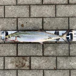 鰤族置き去りに。光速ジャーク青牙2本。。