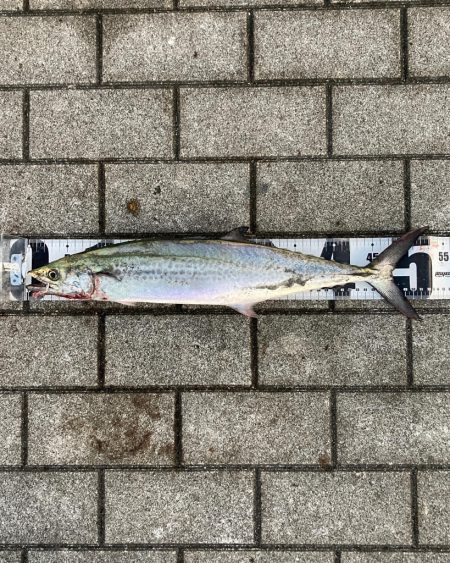 鰤族置き去りに。光速ジャーク青牙2本。。