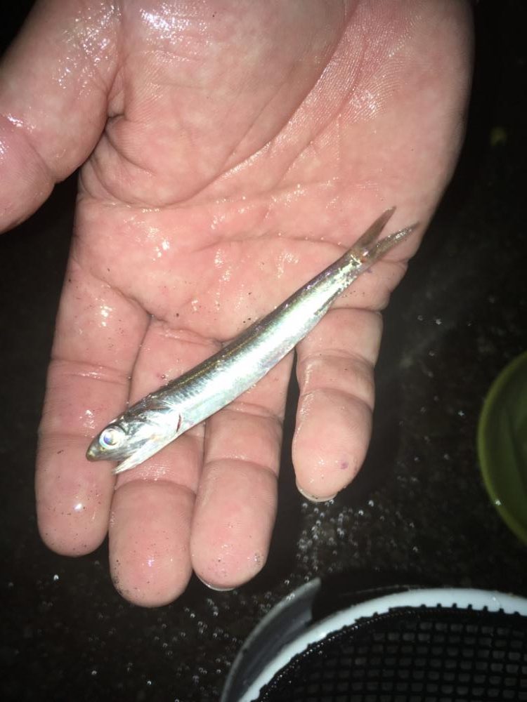 満潮前の短時間釣行