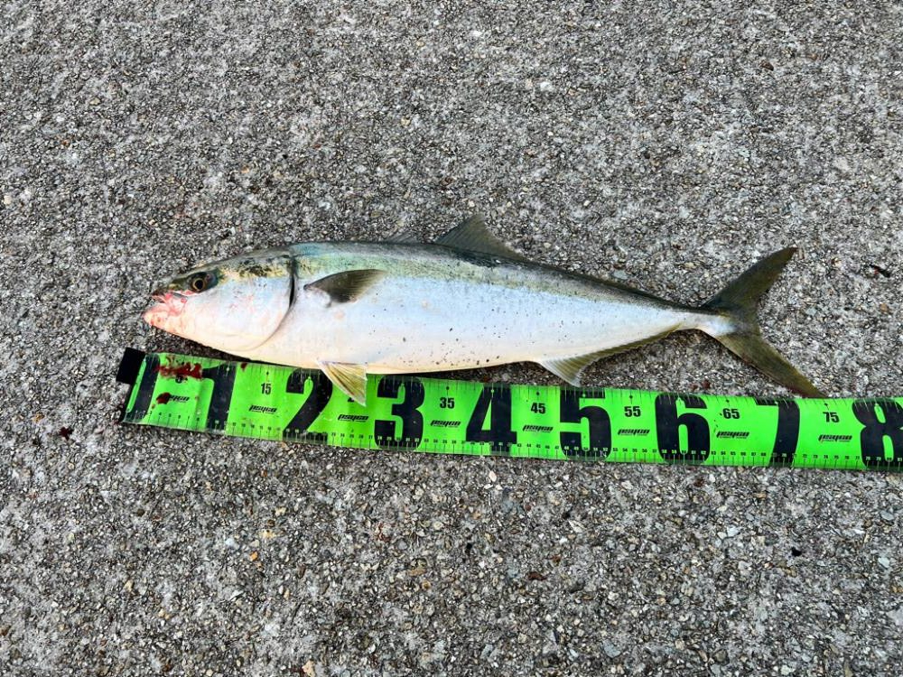 青物絶好調！！