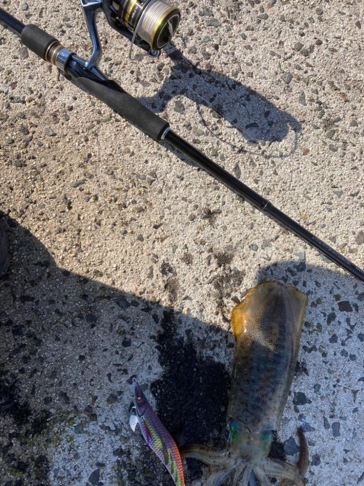 隠岐島秋イカゲット!