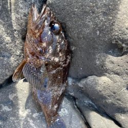 地磯青物-根魚釣行