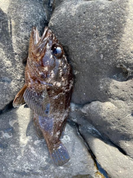 地磯青物-根魚釣行