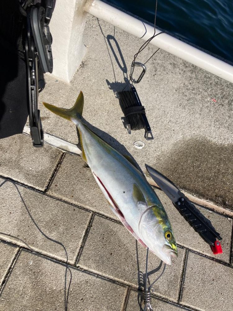 激混み湾奥コスモ。ハマチ42cm。。