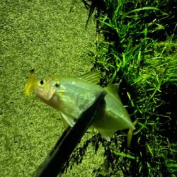 開幕秋アジング