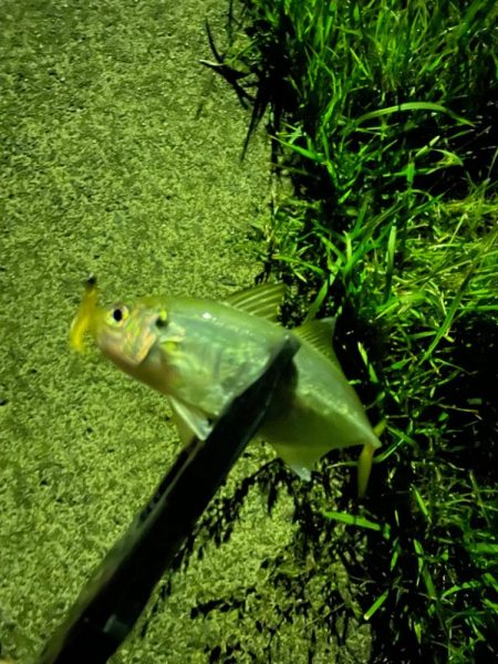 開幕秋アジング