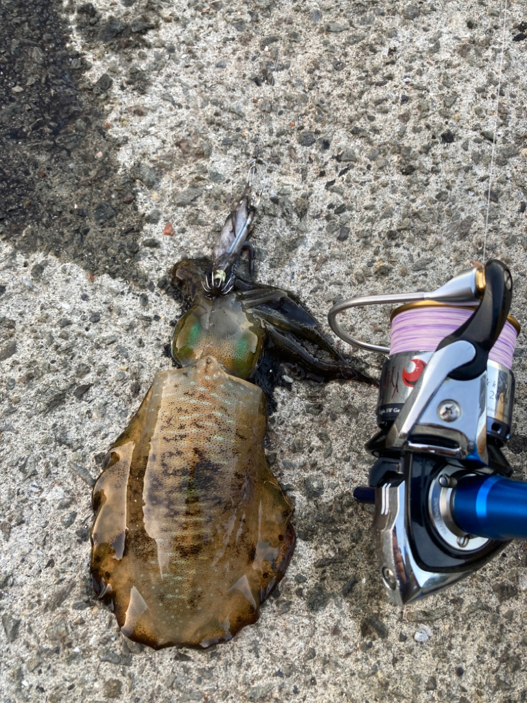 インチキエギング