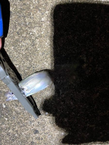 アジングでぼちぼち