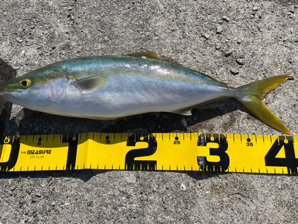 相変わらずの、