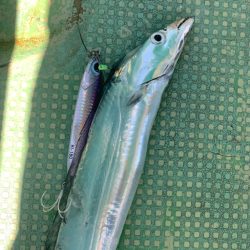 今年最後の船タチウオか？