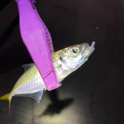 大阪湾奥アジング 初ベイトアジング