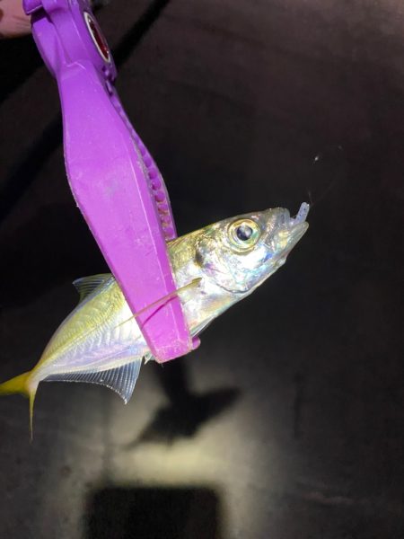 大阪湾奥アジング 初ベイトアジング