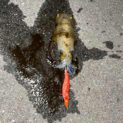 今日もエギング中毒発動！