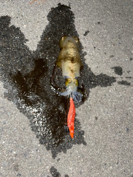 今日もエギング中毒発動！