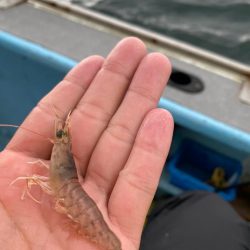 荒ます釣り船でウタセ真鯛