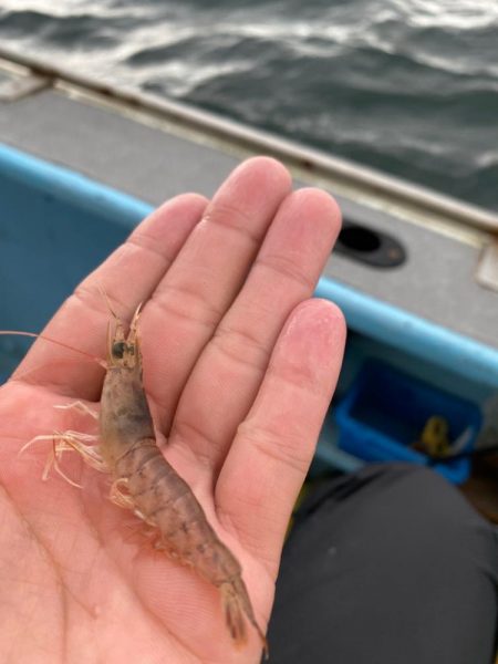 荒ます釣り船でウタセ真鯛