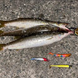 シーバスゲームからカマス釣り