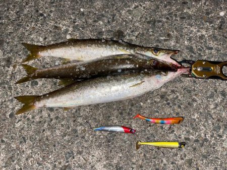 シーバスゲームからカマス釣り