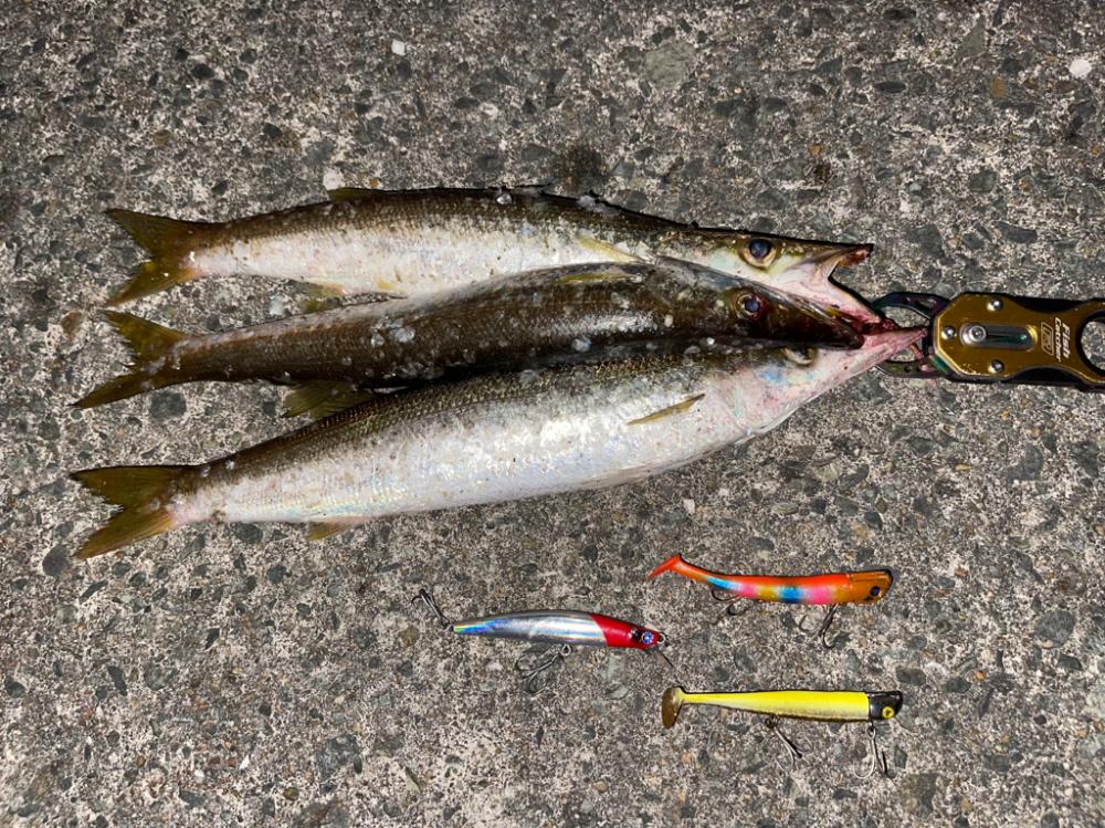 シーバスゲームからカマス釣り