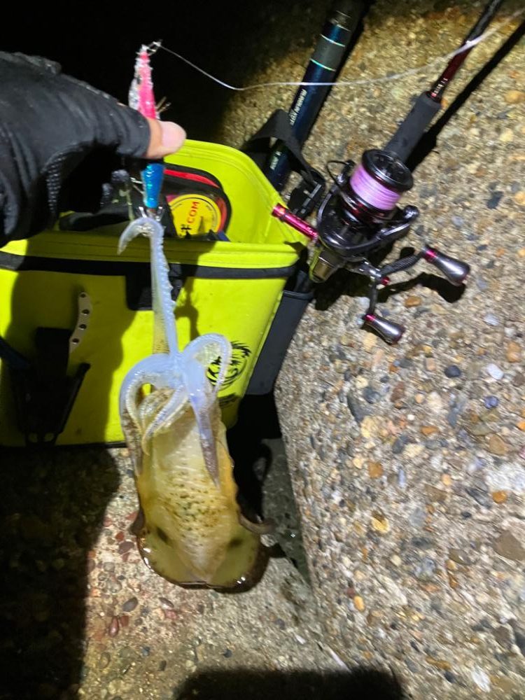 アオリイカの型良くなってきました＼(^o^)／