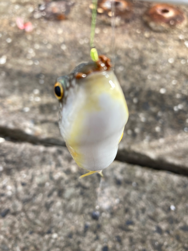 ⭐︎ハギリング