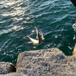 朝のサゴシ　全員安打