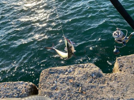 朝のサゴシ　全員安打