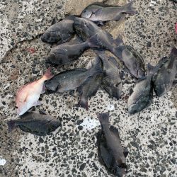 久しぶりのクロ釣り❗️