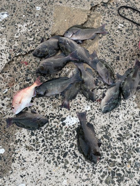 久しぶりのクロ釣り❗️