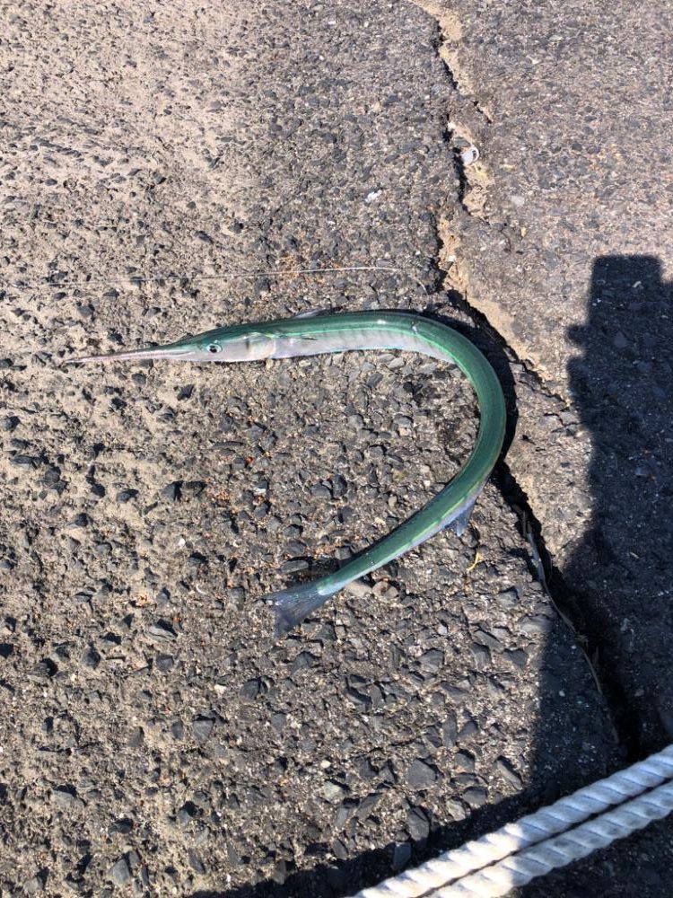 初の泳がせ釣り