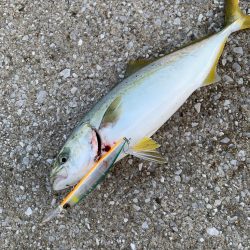 今週も、今期初物サワラ!