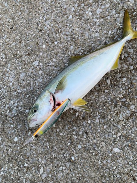 今週も、今期初物サワラ!