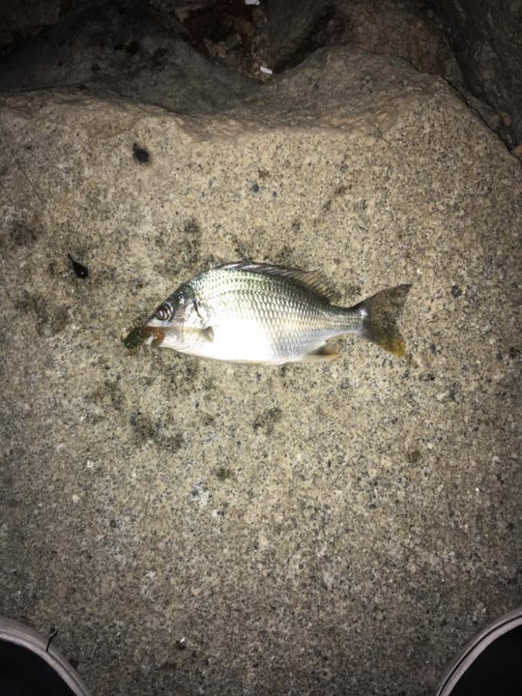 寄り道フィシング