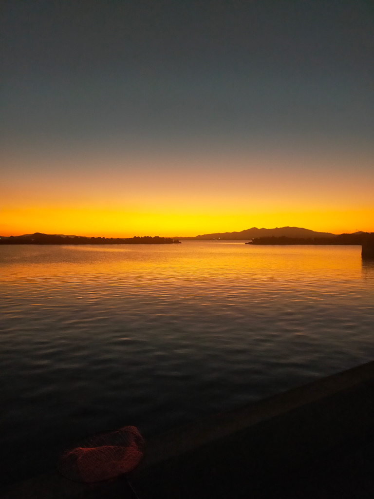 1か月半ぶりのアオリイカ