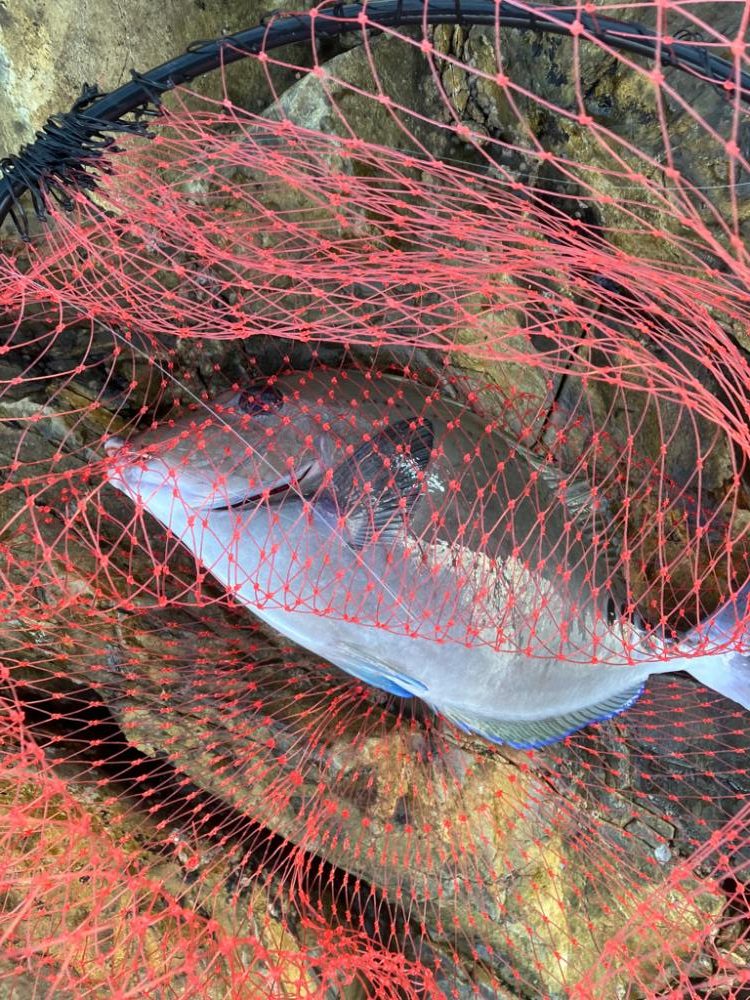 秋磯でフカセ釣り