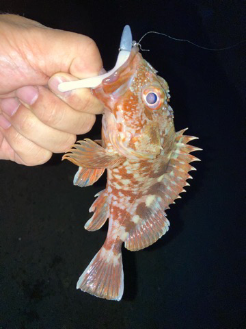 苦潮それとも・・・