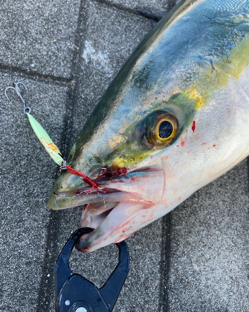 急変激渋。。メジロ74cm。。。