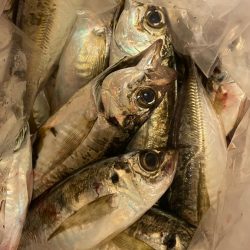 マルイカ竿にて